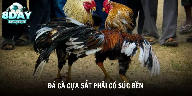 Đá gà cựa sắt đòi hỏi chiến kê phải có sức bền