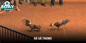 Chơi Đá Gà Thomo Môn Thể Thao Truyền Thống Campuchia