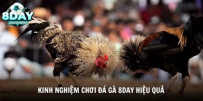 Tổng hợp các kinh nghiệm chơi đá gà 8DAY hiệu quả