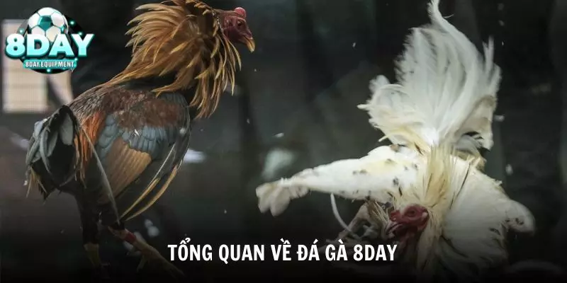 Tổng quan về sảnh đá gà 8DAY